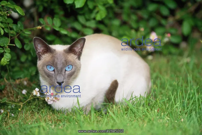 : CAT - Blue Point Siamese : CAT - Blue Point Siamese