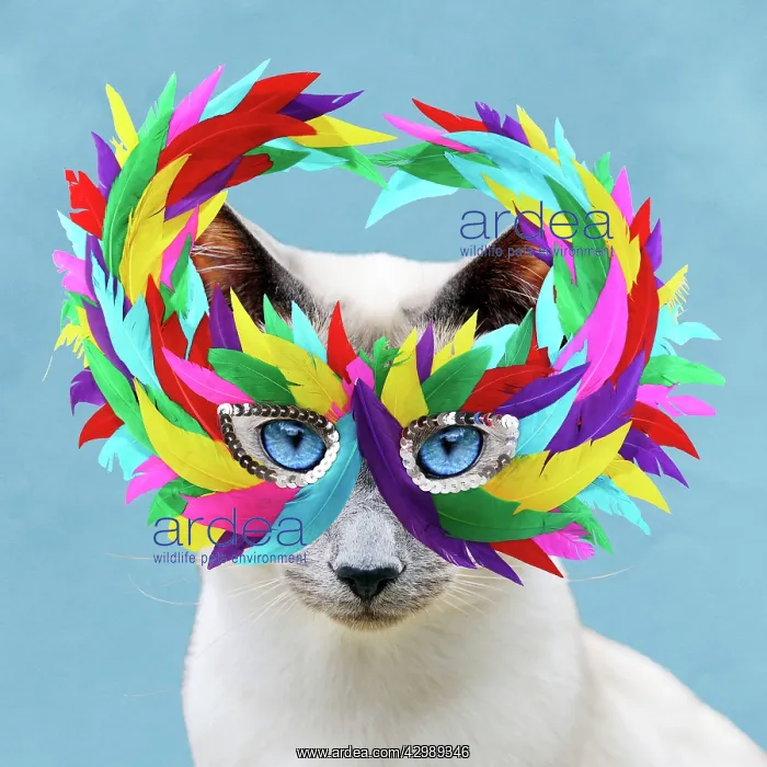  : CAT - Blue Point Siamese