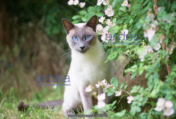 : CAT - Blue Point Siamese : CAT - Blue Point Siamese