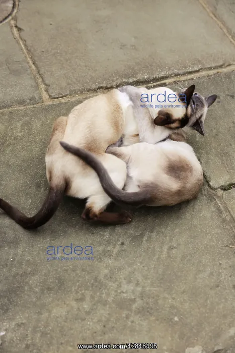 : CAT. Blue point siamese cat and chocolate point : CAT. Blue point siamese cat and chocolate point