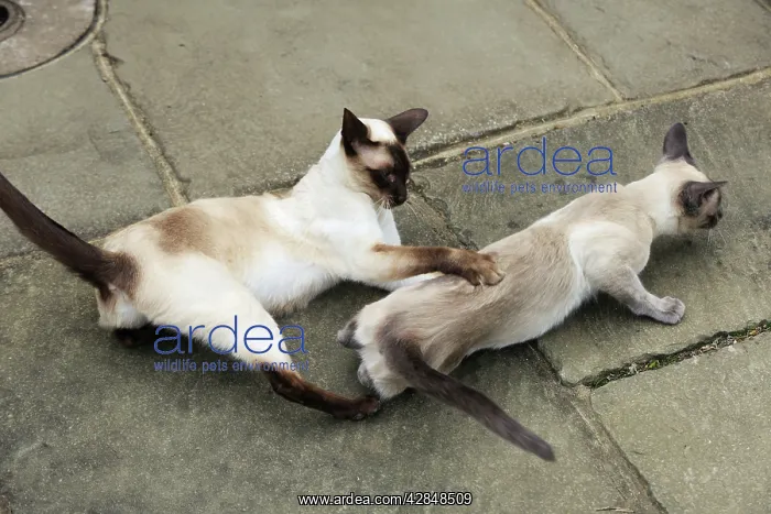  : CAT. Blue point siamese cat and chocolate point