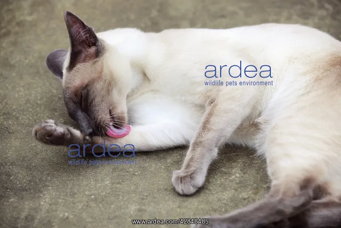 : CAT. Blue point siamese cat lying on the ground : CAT. Blue point siamese cat lying on the ground