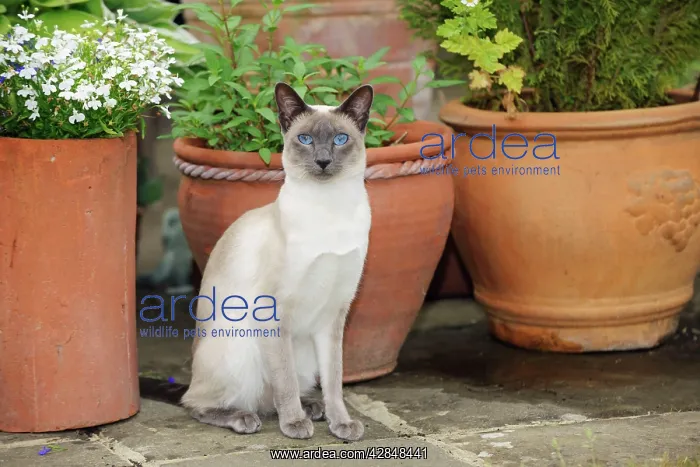 : CAT. Blue point siamese cat sitting in front of : CAT. Blue point siamese cat sitting in front of