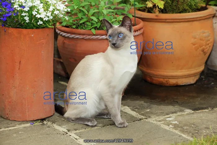 : CAT. Blue point siamese cat sitting in front of a flower pot : CAT. Blue point siamese cat sitting in front of a flower pot