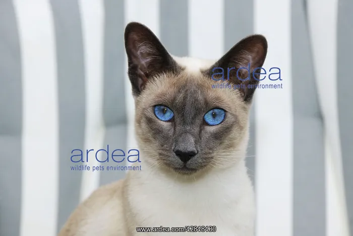 : CAT. Blue point siamese cat sitting in a garden : CAT. Blue point siamese cat sitting in a garden