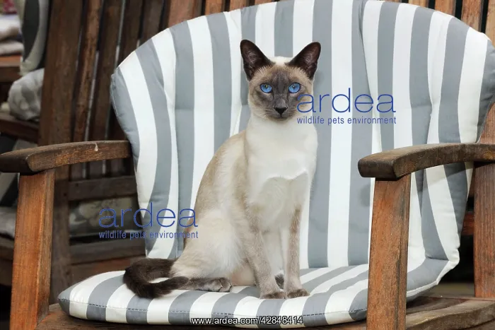 : CAT. Blue point siamese cat sitting in a garden chair : CAT. Blue point siamese cat sitting in a garden chair