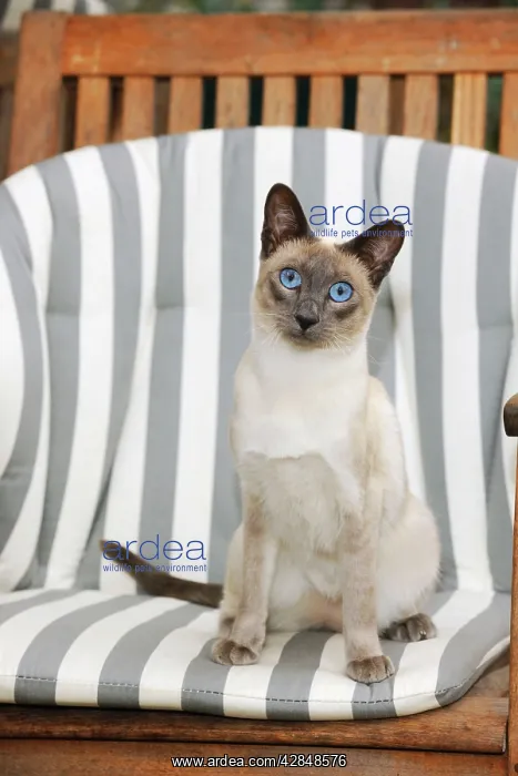 : CAT. Blue point siamese cat sitting in a garden chair : CAT. Blue point siamese cat sitting in a garden chair