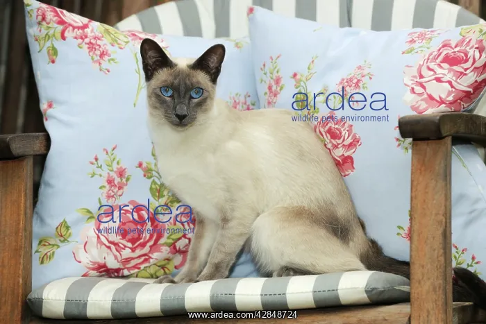 : CAT. Blue point siamese cat sitting on a garden chair : CAT. Blue point siamese cat sitting on a garden chair