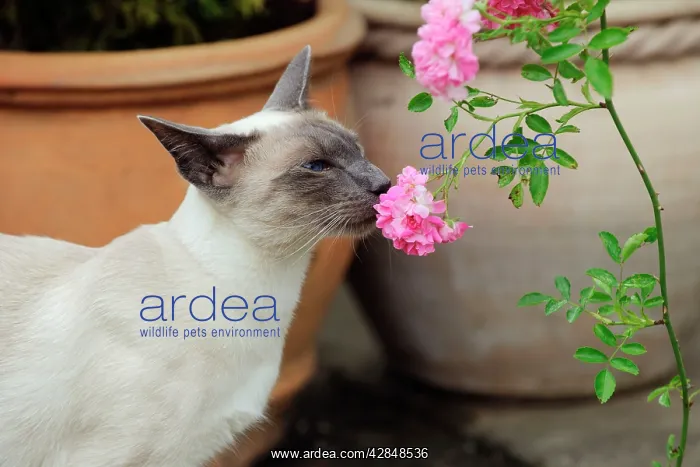  : CAT. Blue point siamese cat smelling a flower