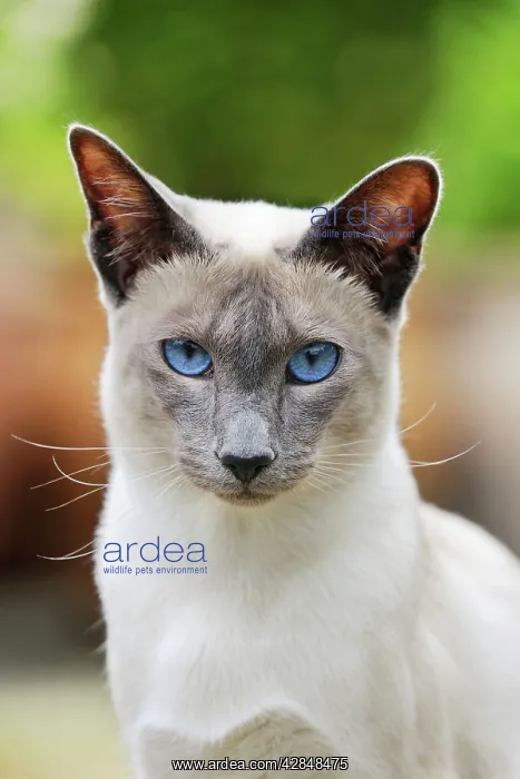 : CAT. Blue point siamese cat standing in the garden : CAT. Blue point siamese cat standing in the garden