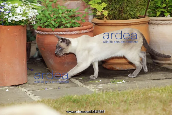 : CAT. Blue point siamese cat walking in front of flower pots : CAT. Blue point siamese cat walking in front of flower pots
