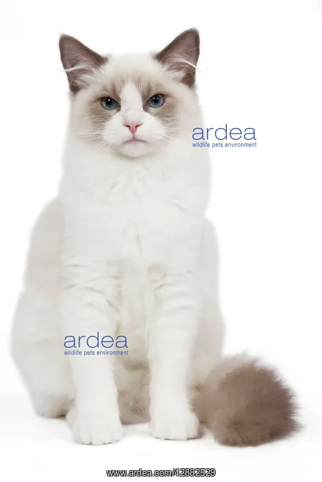  : Cat - Blue Point White Ragdoll