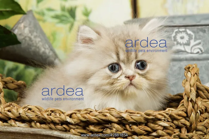  : Cat - Blue Shaded Persian Kitten - in basket