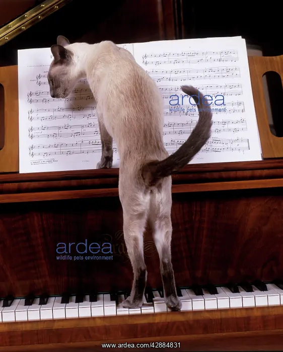 : Cat - blue siamese standing on piano reading music : Cat - blue siamese standing on piano reading music