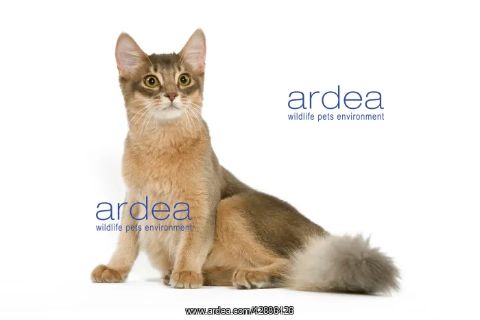  : CAT - Blue Somali