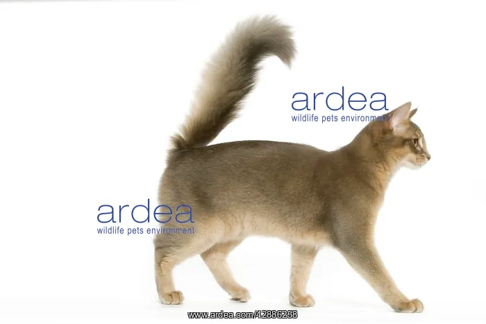 : Cat - Blue Somali / long-haired Abyssinian in studio : Cat - Blue Somali / long-haired Abyssinian in studio