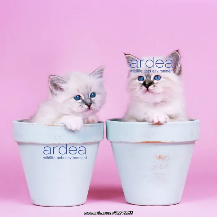 : Cat - Blue Tabby Birman and Seal Tabby Birman Kittens : Cat - Blue Tabby Birman and Seal Tabby Birman Kittens