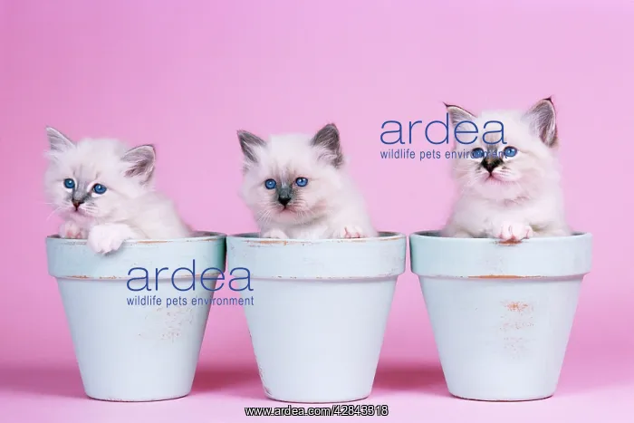 : CAT - Blue Tabby, Seal Tabby and Blue Birman Kittens : CAT - Blue Tabby, Seal Tabby and Blue Birman Kittens