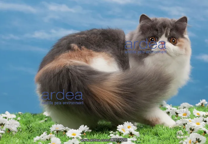  : Cat - Blue tortie - 6 months old
