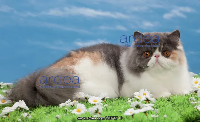  : Cat - Blue tortie - 6 months old
