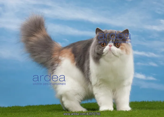  : Cat - Blue tortie - 6 months old