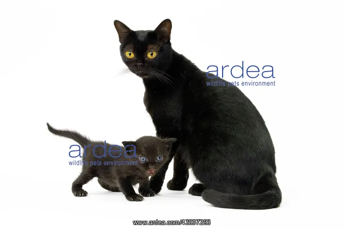 : Cat Bombay : Cat Bombay