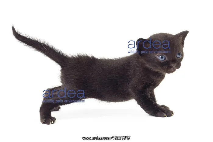  : Cat Bombay