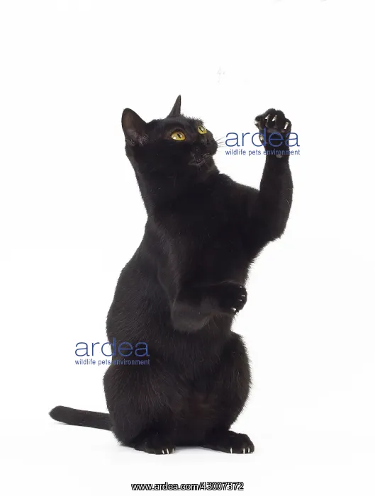 : Cat Bombay : Cat Bombay