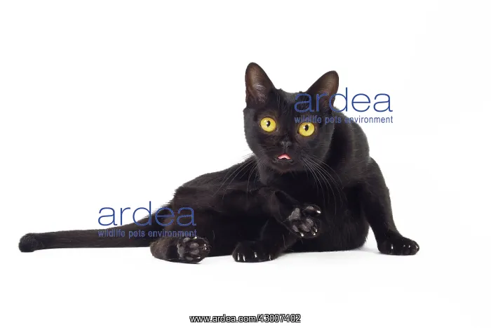  : Cat Bombay