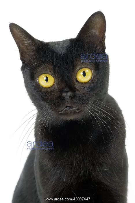  : Cat Bombay