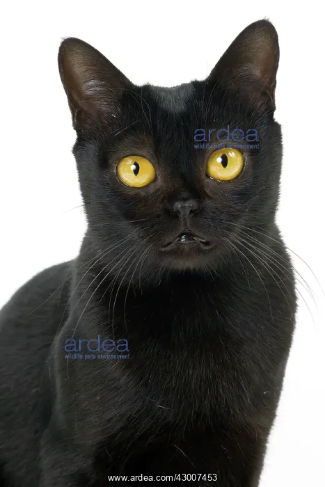  : Cat Bombay