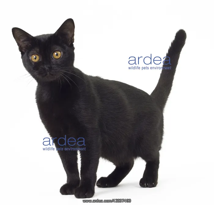  : Cat Bombay