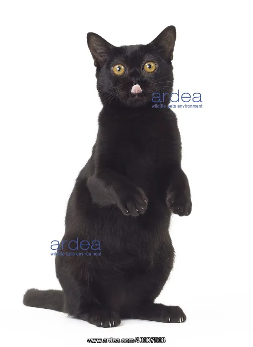  : Cat Bombay