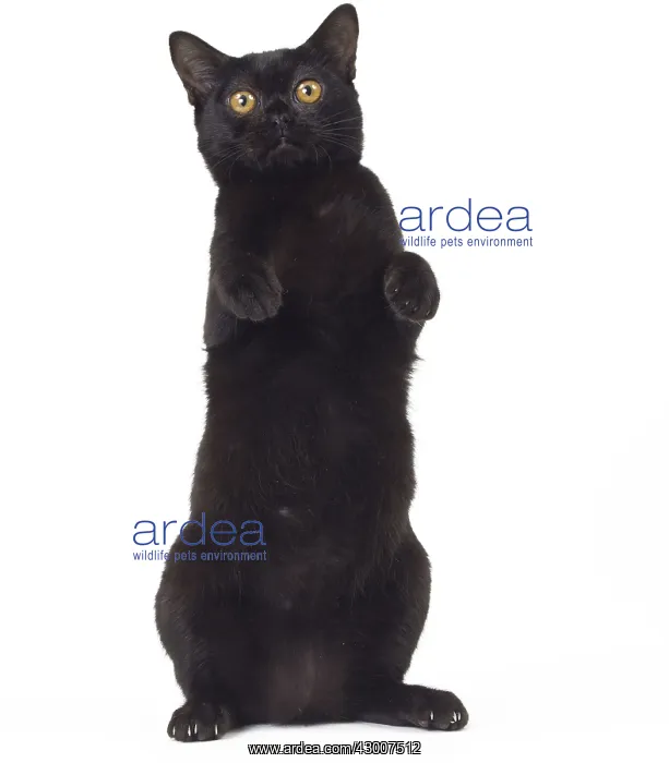  : Cat Bombay