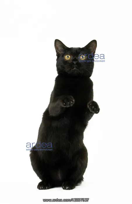  : Cat Bombay