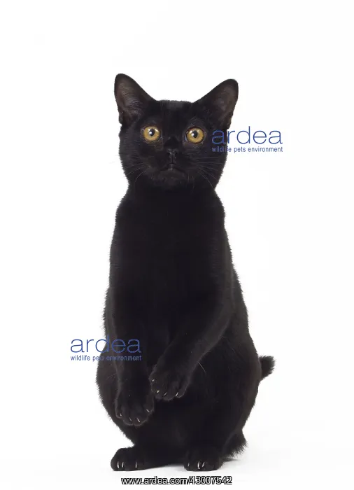  : Cat Bombay