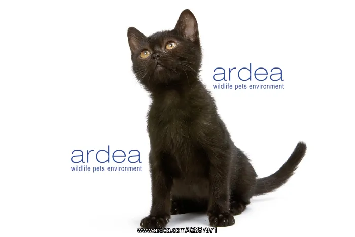  : Cat - Bombay Kitten - looking up
