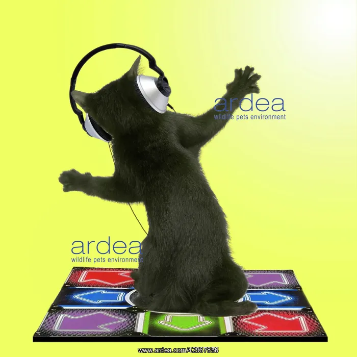 : Cat - Bombay Kitten - rear view - wearing headphones : Cat - Bombay Kitten - rear view - wearing headphones