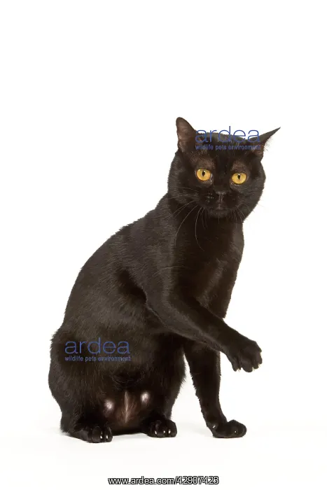  : Cat - Bombay in studio
