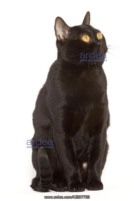  : Cat - Bombay in studio