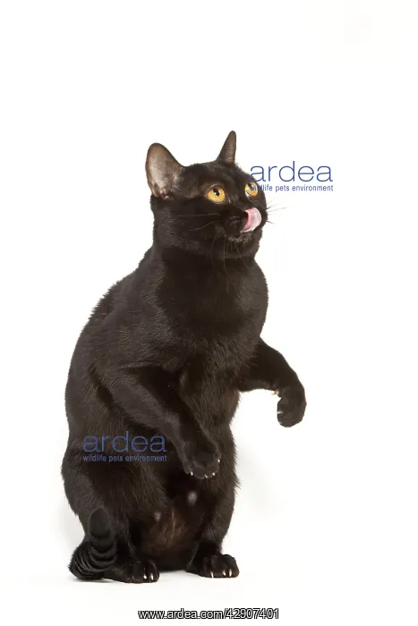 : Cat - Bombay in studio on hind legs licking lips : Cat - Bombay in studio on hind legs licking lips