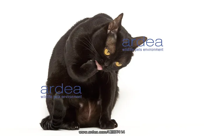  : Cat - Bombay in studio licking paw