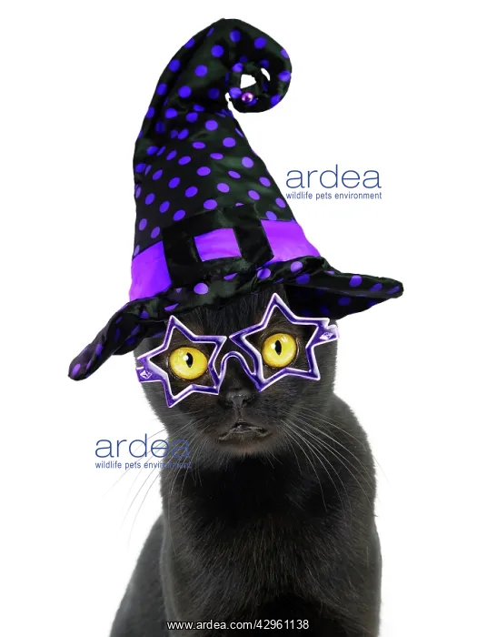 : Cat - Bombay weaeringa Halloween witches hat : Cat - Bombay weaeringa Halloween witches hat