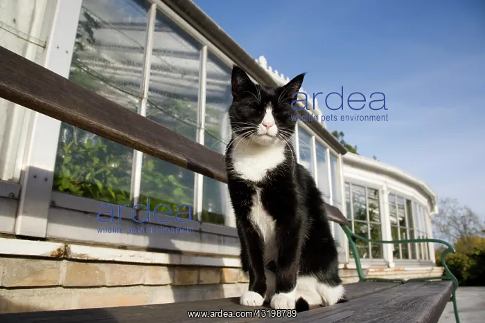 : Cat in front of Botanical Garden of Copenhagen : Cat in front of Botanical Garden of Copenhagen
