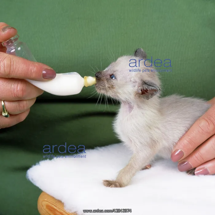  : Cat - bottle feeding Siamese kitten