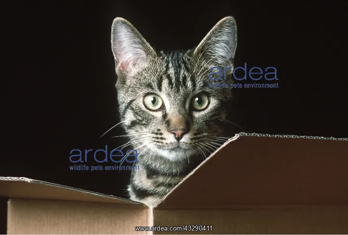 : CAT - in a box : CAT - in a box