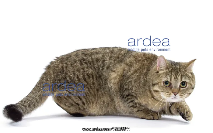  : Cat British