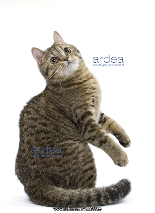  : Cat British