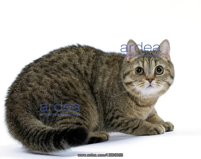  : Cat British