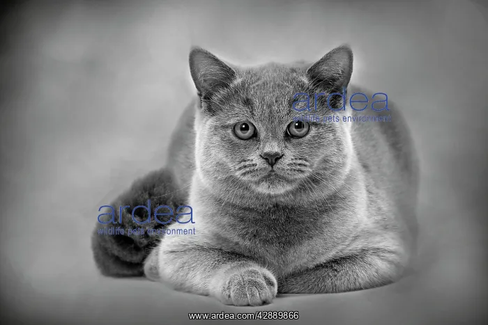  : Cat - British Blue